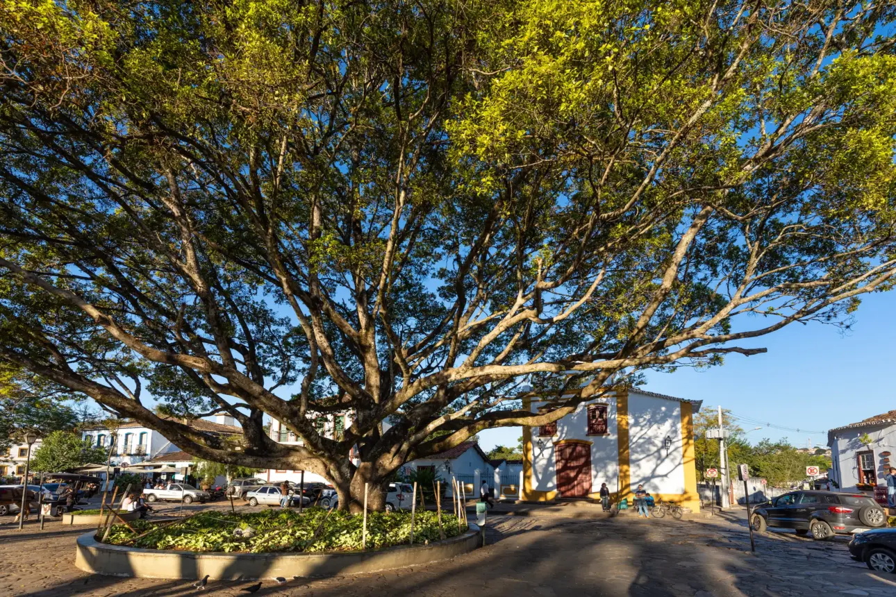 Ein großer Baum mit vielen Ästen und grünen Blättern steht in einem Stadtzentrum.